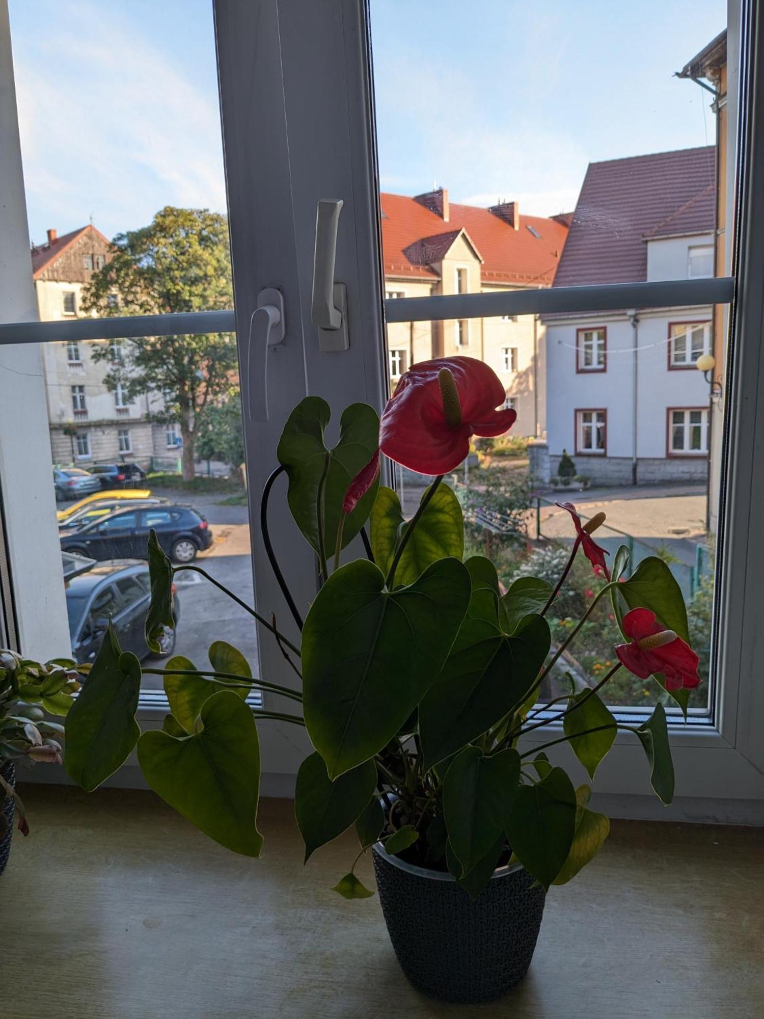 Apartament Na Klodzkiej Duszniki Zdroj Exterior photo